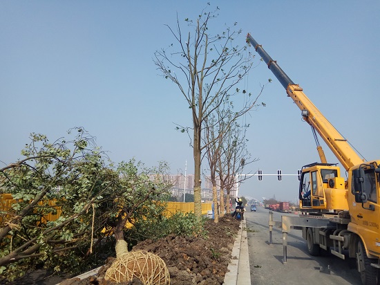 20190312南京产品步月路通车段绿化工程施工拉开序幕-摄影王宝归s.jpg 20190312南京产品步月路通车段绿化工程施工拉开序幕-摄影王宝归s.jpg